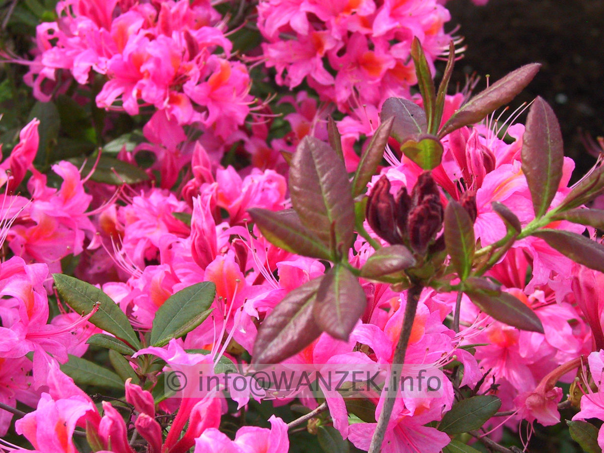 Azalea pontica Fanny (Pucella) nah.JPG